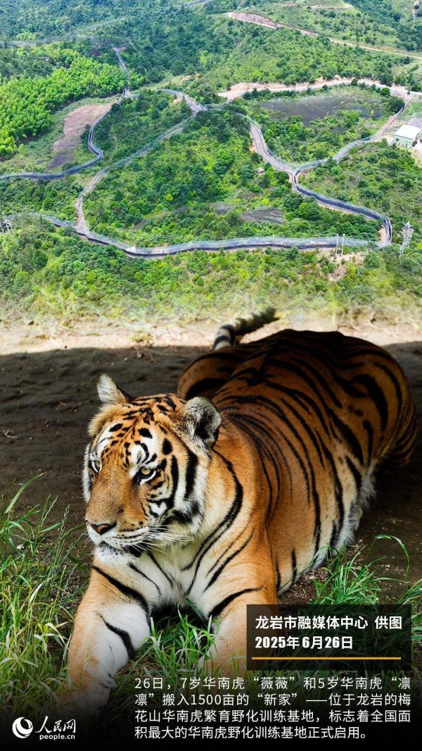 专业配资开户服务 华南虎“搬新家” 全国面积最大的华南虎野化训练基地在福建龙岩启用